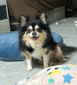 初めまして、なっつです🐶